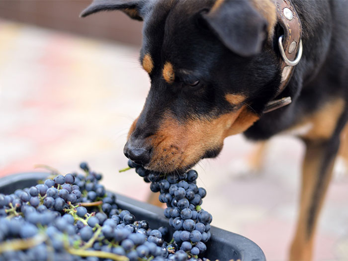 kopekler-uzum-yermi-1