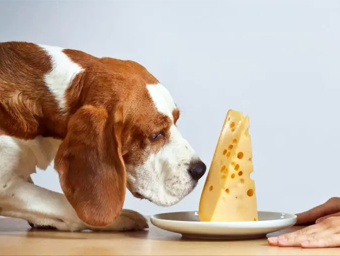 kopekler-peynir-yer-mi-1