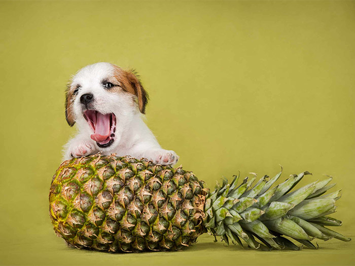 kopekler-ananas-yer-mi-