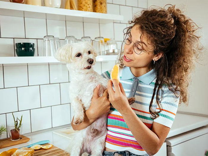 kopekler-portakal-yermi-