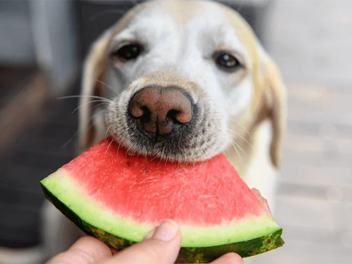 kopekler-karpuz-yermi-1