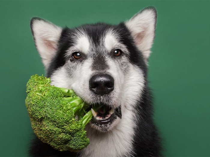 kopekler-brokoli-yer-mi