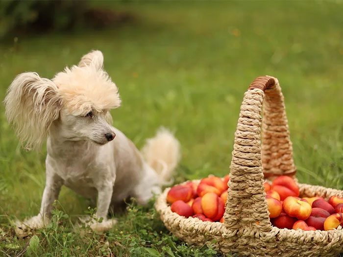 kopekler-seftali-yermi-1