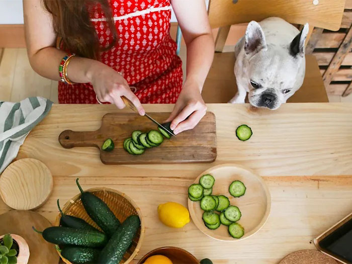 kopekler-salatalik-yer-mi