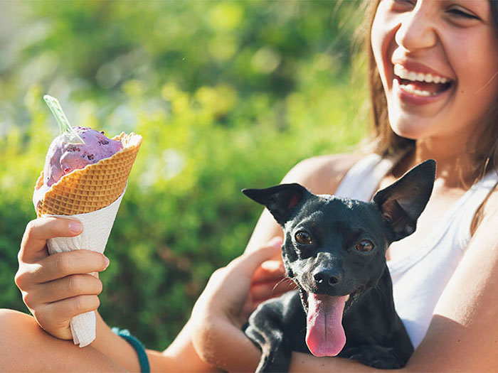 kopekler-dondurma-yermi-1