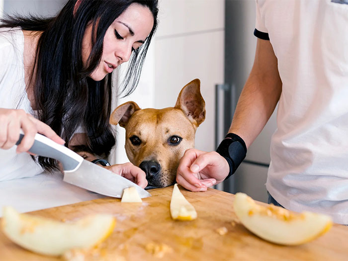 kopekler-kavun-yermi